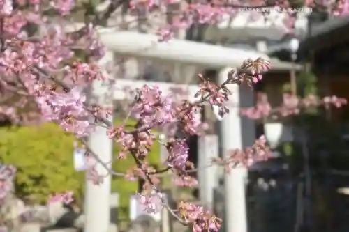 鳩森八幡神社の自然