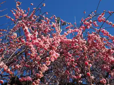 亀戸天神社(東京都)