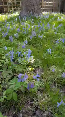 新琴似神社(北海道)
