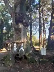 中村八幡宮の自然