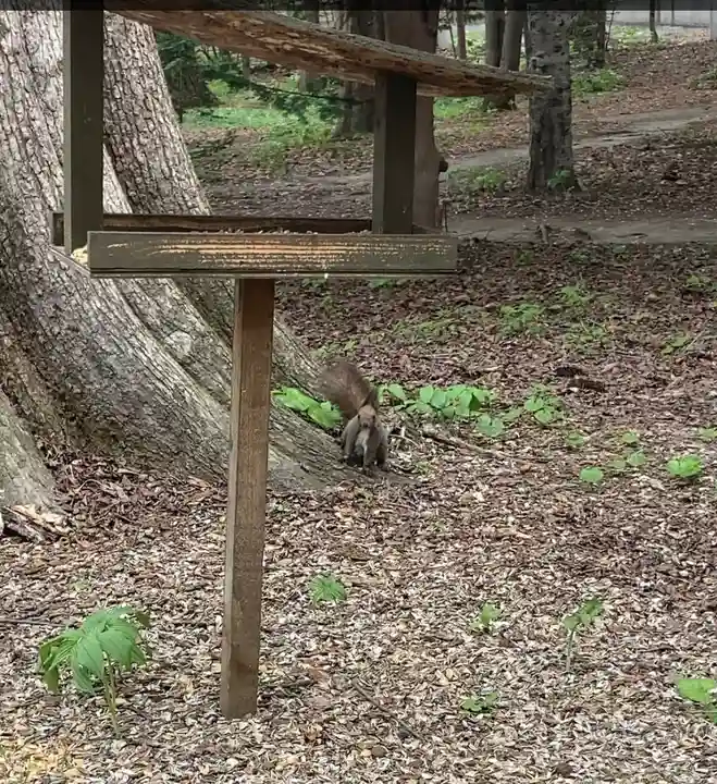 帯廣神社の動物