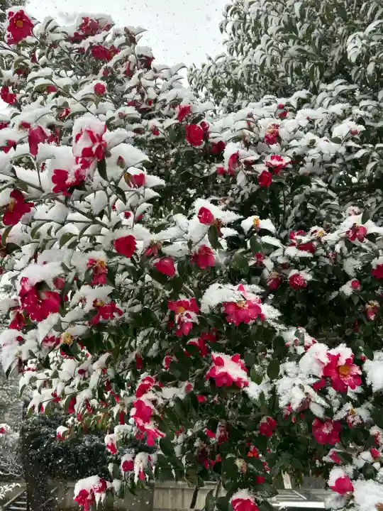 濃飛護國神社の{uncategorized: "未分類", other: "その他", undefined: "問題あり", building: "その他建物", grave: "お墓", sacred_gate: "鳥居", guardian: "狛犬", statue: "像", buddha: "仏像", history: "歴史", nature: "自然", garden: "庭園", animal: "動物", pagoda: "塔", temizu: "手水舎", mountain_gate: "山門・神門", sanctuary: "本殿・本堂", subordinate: "末社・摂社", art: "芸術", scenery: "景色", jizo: "地蔵", ema: "絵馬", goshuin: "御朱印", omikuji: "おみくじ", items: "授与品その他", amulet: "お守り", goshuincho: "御朱印帳", eats: "食事", festival: "お祭り", votive_dance: "神楽", shichigosan: "七五三参", wedding: "結婚式", experience: "体験その他", initially: "初詣", around: "周辺", anti_infection: "感染症対策"}
