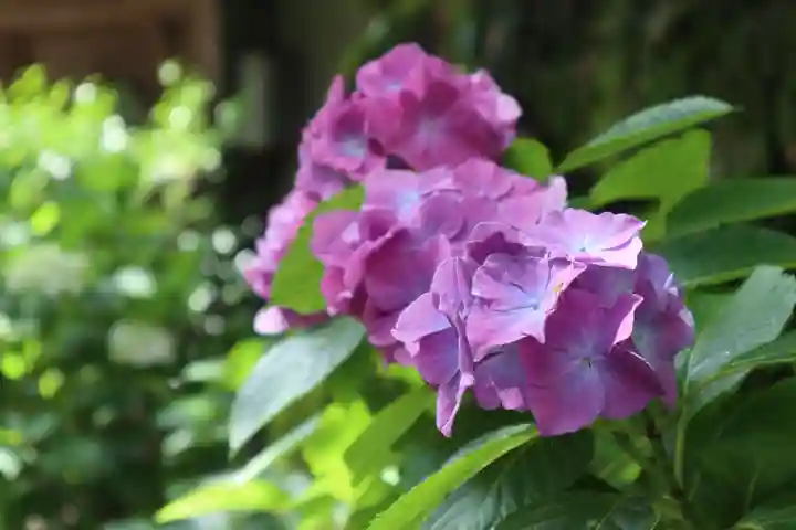 柳谷観音 楊谷寺の自然