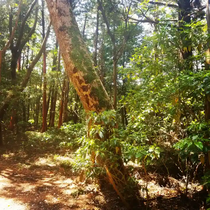 鹿島神宮の自然
