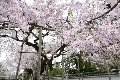 三宝院（三宝院門跡）(京都府)