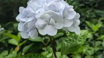 報国寺(神奈川県)