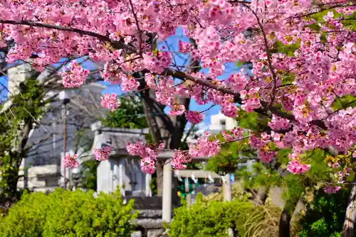 鳩森八幡神社の自然