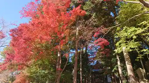玉野御嶽神社の自然