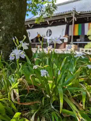 光明寺（粟生光明寺）(京都府)