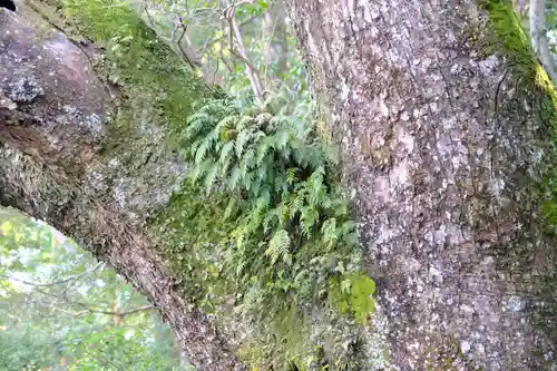 伊勢神宮内宮（皇大神宮）の自然