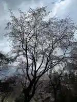 大宮温泉神社の自然