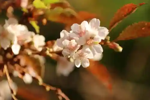 鹿島大神宮の庭園