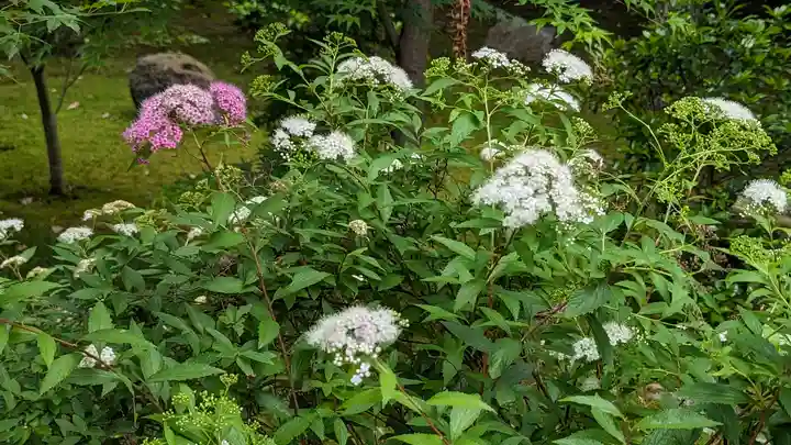 勝林寺(京都府)