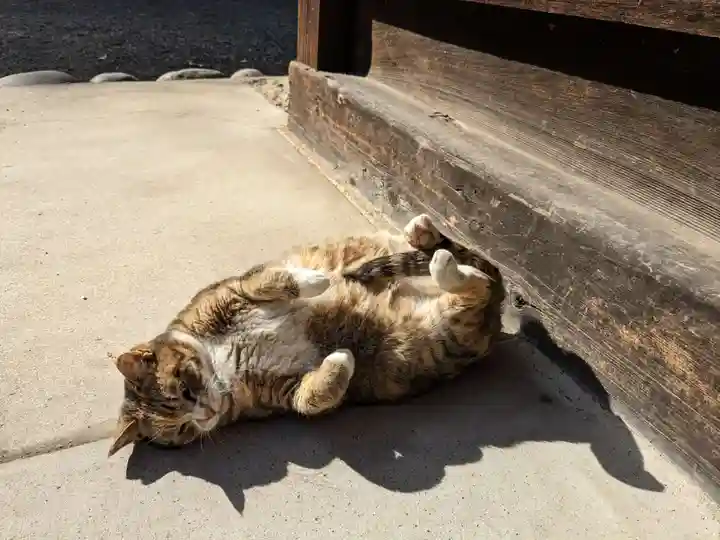 八幡社(柏井町)の動物