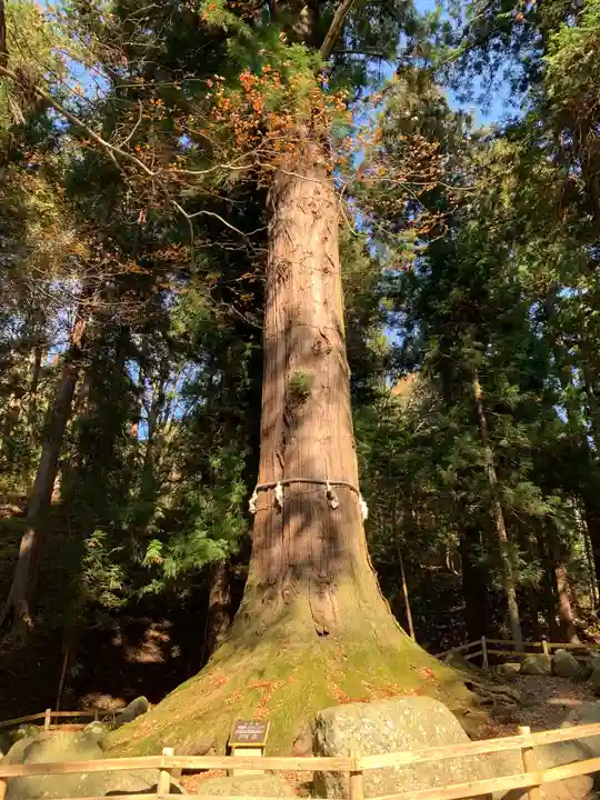 河口浅間神社の自然