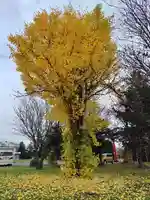 美瑛神社の自然