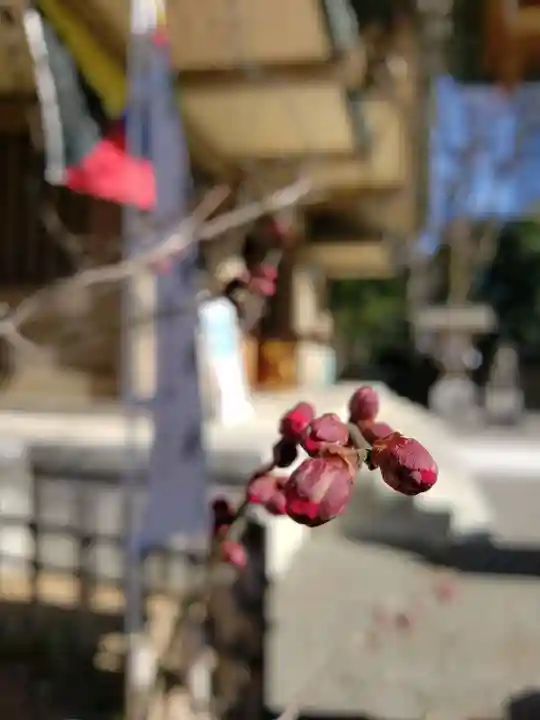 東郷神社の自然