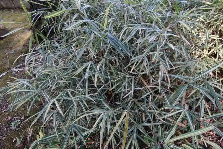 神炊館神社 ⁂奥州須賀川総鎮守⁂の庭園