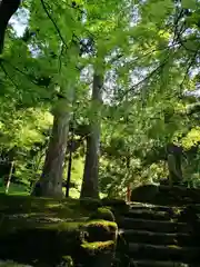 平泉寺白山神社の自然