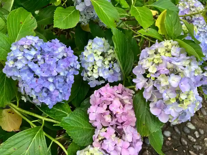 本土寺(千葉県)