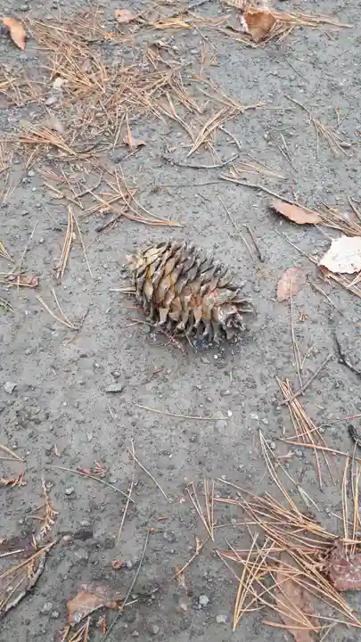 芽生神社の自然