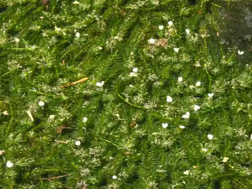 久安寺(大阪府)