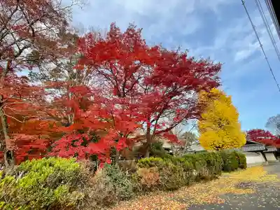 本誓寺(東本誓寺)(滋賀県)