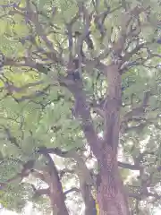 麻布氷川神社の自然