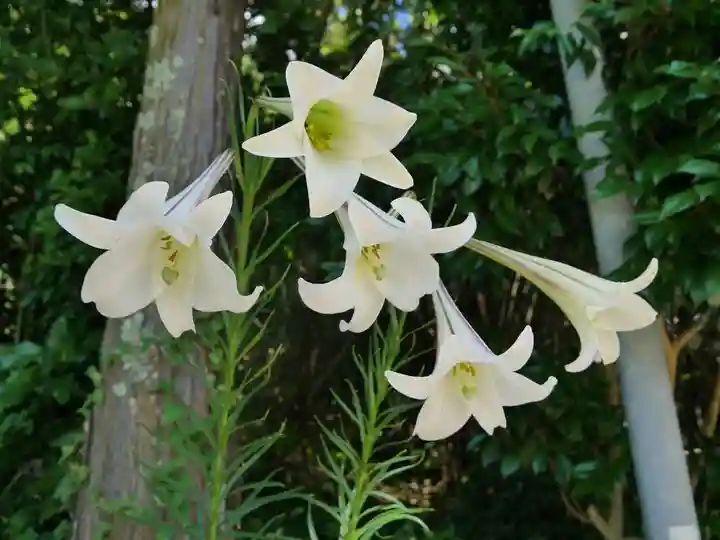 大聖院(高塚不動尊)の自然