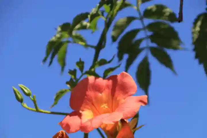 大鏑神社の自然