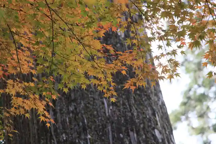 須山浅間神社の自然