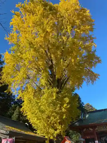 長沼八幡宮(栃木県)