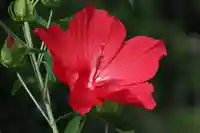 阿久津「田村神社」(郡山市阿久津町)旧社名:伊豆箱根三嶋三社の庭園