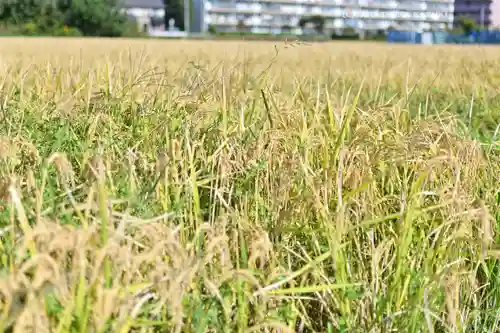 鈴鹿明神社(神奈川県)