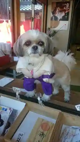 佐久奈度神社の動物