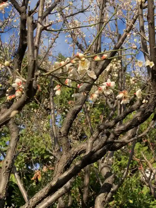 白山神社(東京都)