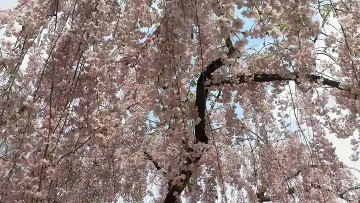 青森縣護國神社の自然
