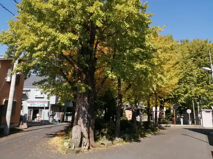 高木神社の自然