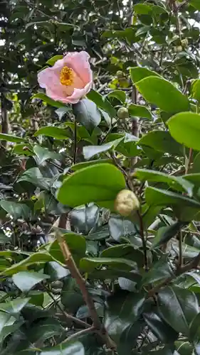 梅宮大社(京都府)