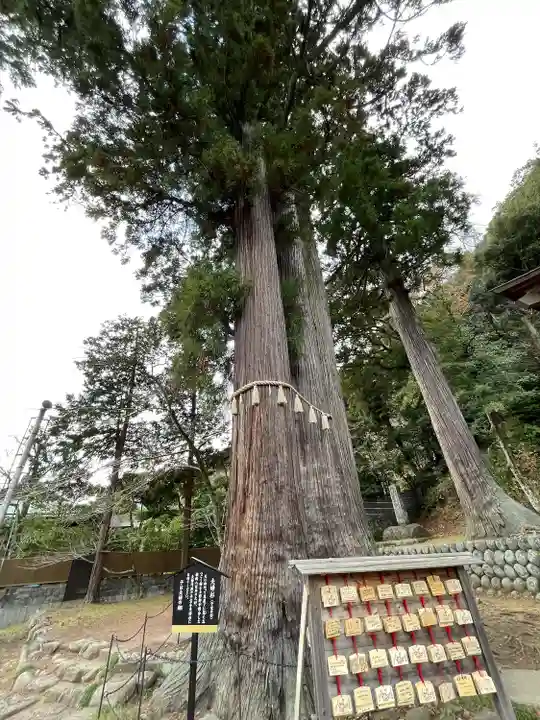 日枝神社の自然