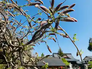 總社 和田八幡宮の自然(2022年04月12日(火) 17時23分30秒投稿)