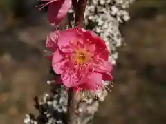 筑波山神社(茨城県)