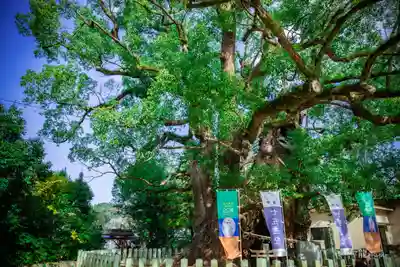 宇美八幡宮(福岡県)