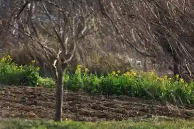 阿久津「田村神社」（郡山市阿久津町）旧社名：伊豆箱根三嶋三社の周辺
