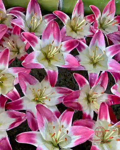 立志神社(滋賀県)