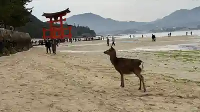 厳島神社(広島県)