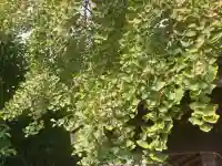 子之神社(神奈川県)