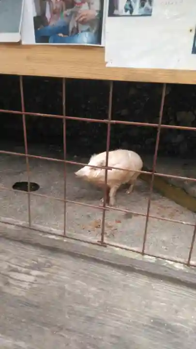 宝八幡宮の動物