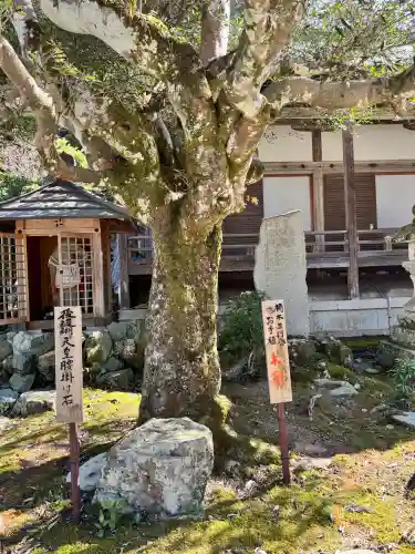 如意輪寺の{uncategorized: "未分類", other: "その他", undefined: "問題あり", building: "その他建物", grave: "お墓", sacred_gate: "鳥居", guardian: "狛犬", statue: "像", buddha: "仏像", history: "歴史", nature: "自然", garden: "庭園", animal: "動物", pagoda: "塔", temizu: "手水舎", mountain_gate: "山門・神門", sanctuary: "本殿・本堂", subordinate: "末社・摂社", art: "芸術", scenery: "景色", jizo: "地蔵", ema: "絵馬", goshuin: "御朱印", omikuji: "おみくじ", items: "授与品その他", amulet: "お守り", goshuincho: "御朱印帳", eats: "食事", festival: "お祭り", votive_dance: "神楽", shichigosan: "七五三参", wedding: "結婚式", experience: "体験その他", initially: "初詣", around: "周辺", anti_infection: "感染症対策"}