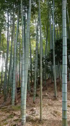 高台寺（高台寿聖禅寺・高臺寺）の{uncategorized: "未分類", other: "その他", undefined: "問題あり", building: "その他建物", grave: "お墓", sacred_gate: "鳥居", guardian: "狛犬", statue: "像", buddha: "仏像", history: "歴史", nature: "自然", garden: "庭園", animal: "動物", pagoda: "塔", temizu: "手水舎", mountain_gate: "山門・神門", sanctuary: "本殿・本堂", subordinate: "末社・摂社", art: "芸術", scenery: "景色", jizo: "地蔵", ema: "絵馬", goshuin: "御朱印", omikuji: "おみくじ", items: "授与品その他", amulet: "お守り", goshuincho: "御朱印帳", eats: "食事", festival: "お祭り", votive_dance: "神楽", shichigosan: "七五三参", wedding: "結婚式", experience: "体験その他", initially: "初詣", around: "周辺", anti_infection: "感染症対策"}